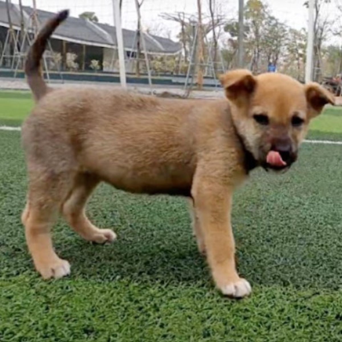 puppy on grass