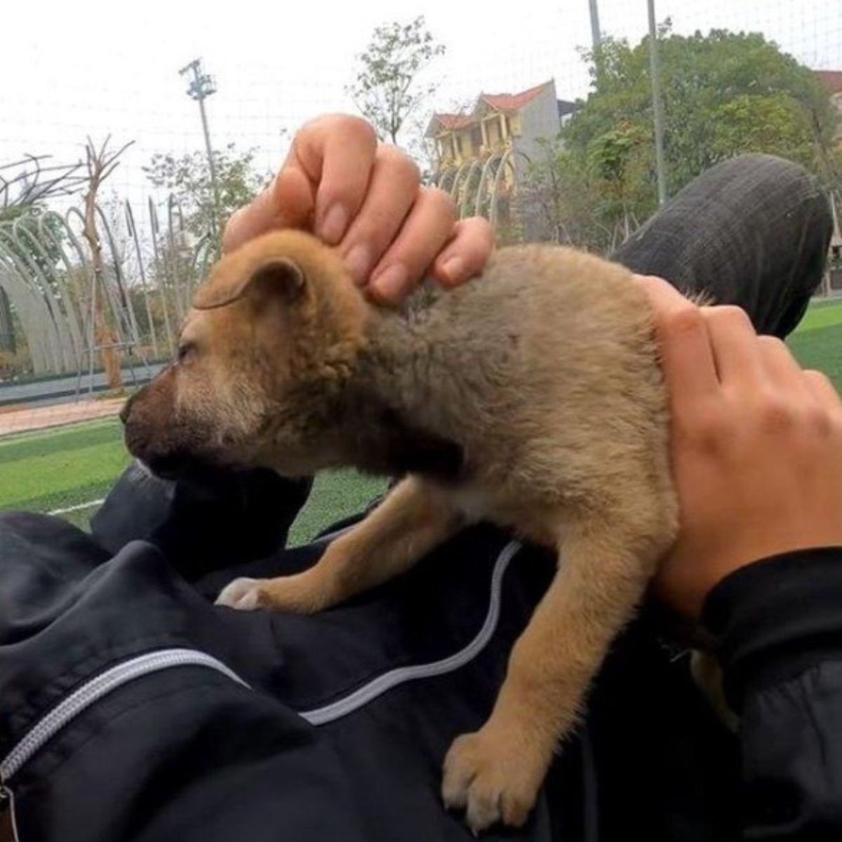 puppy playing with owner