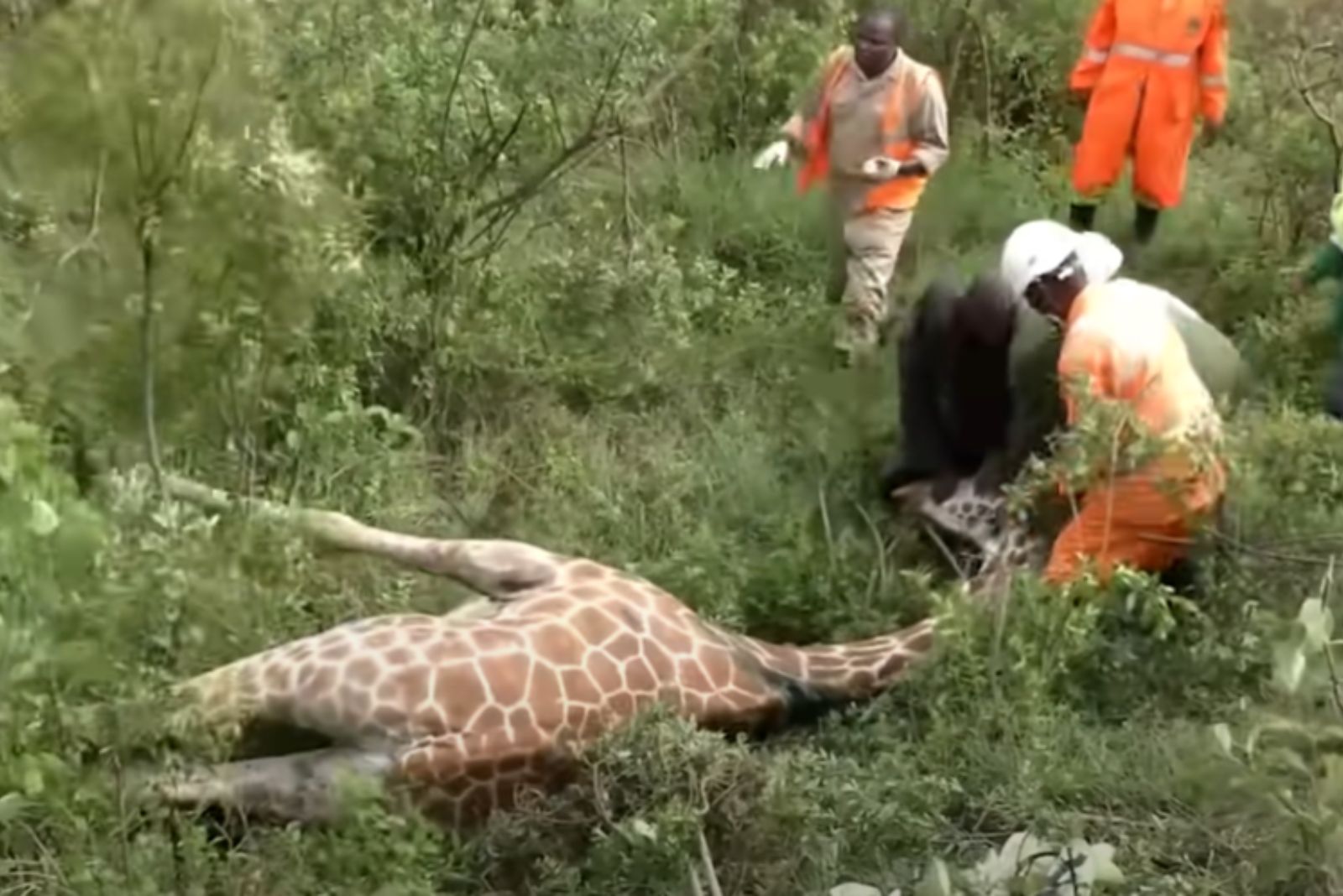 rangers and giraffe