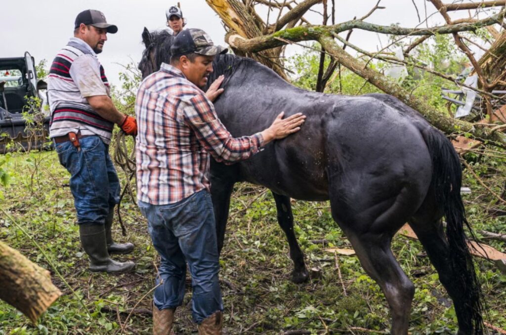 rescuers pulled the horse out of the water