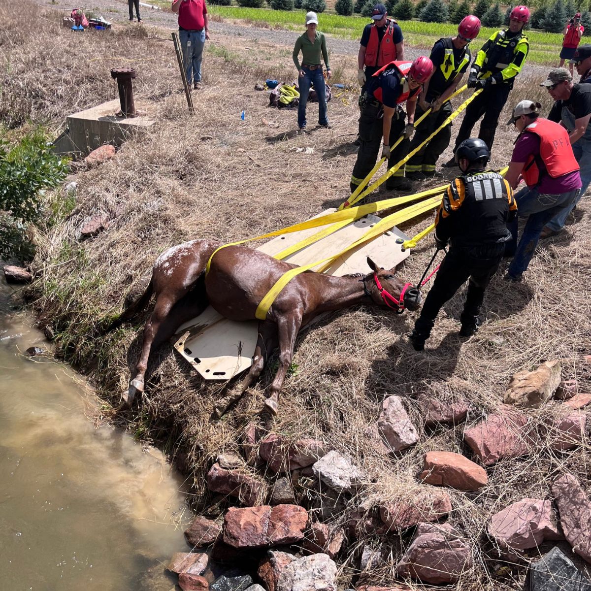 rescuers saving blind horse