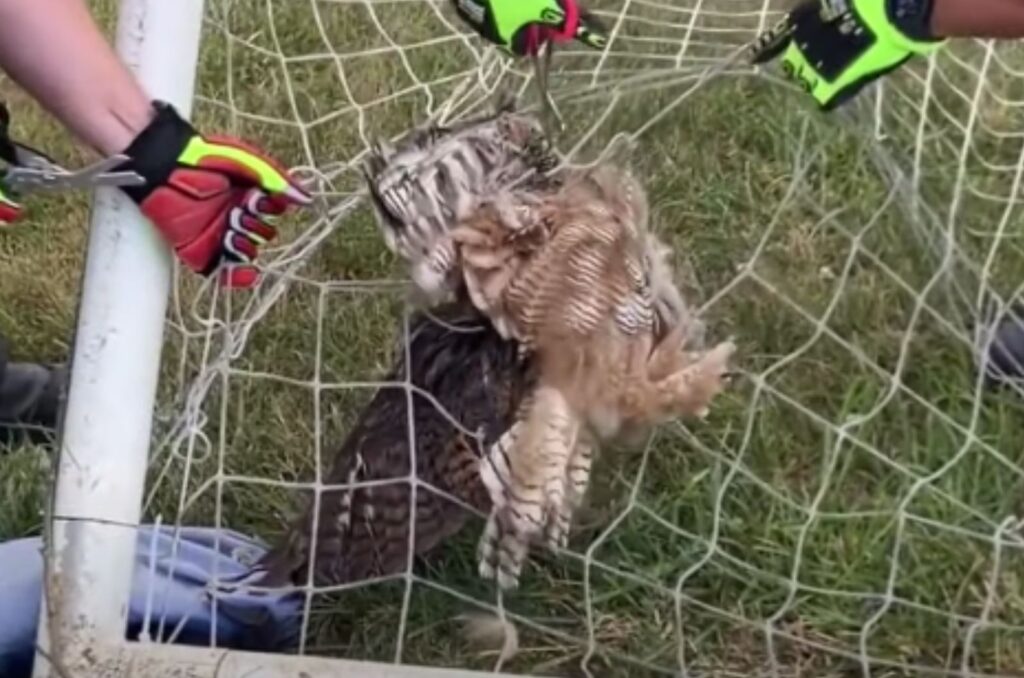 rescuing an owl stuck in a net