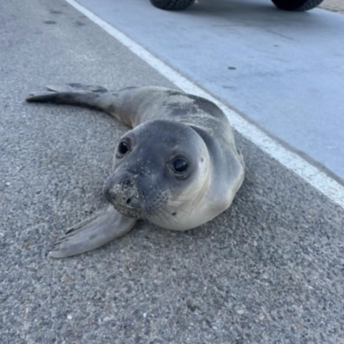 seal pup on the road