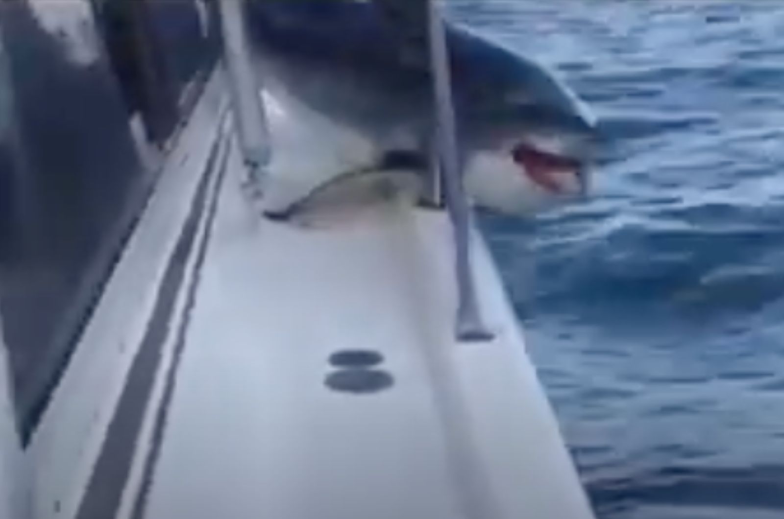 shark landed on a boat