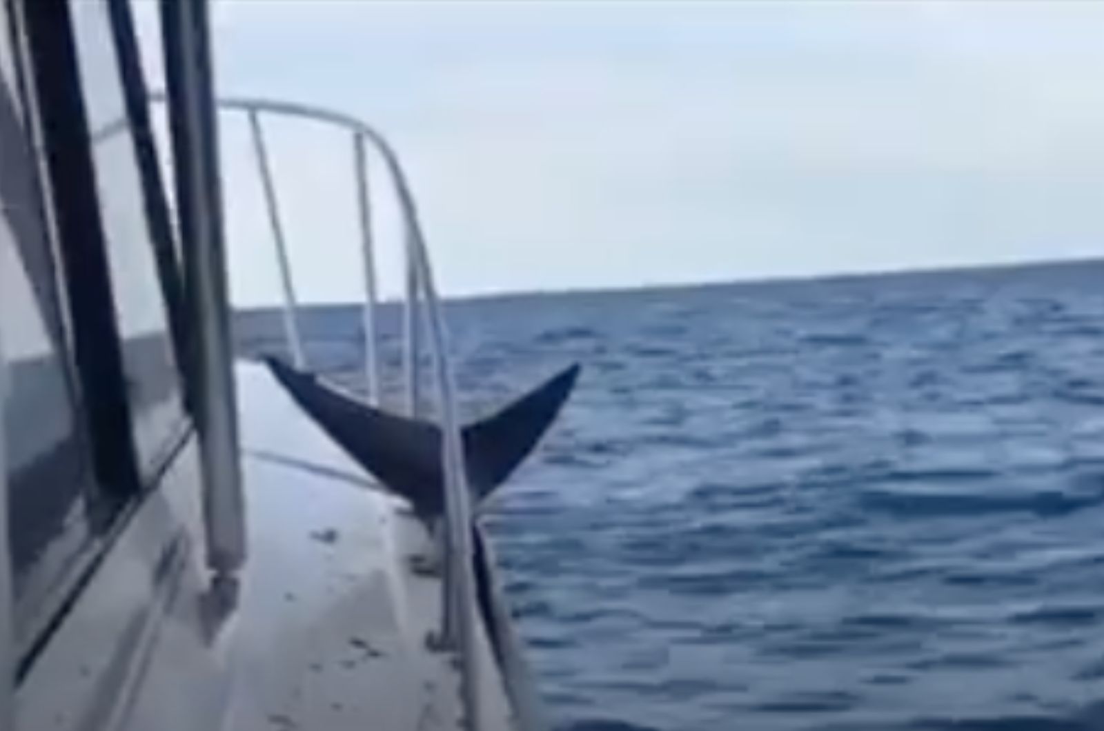 shark pushed off the boat