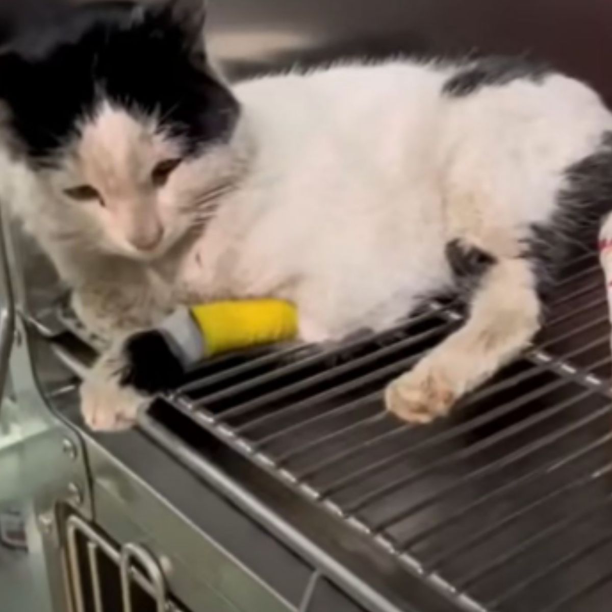 sick cat recovering