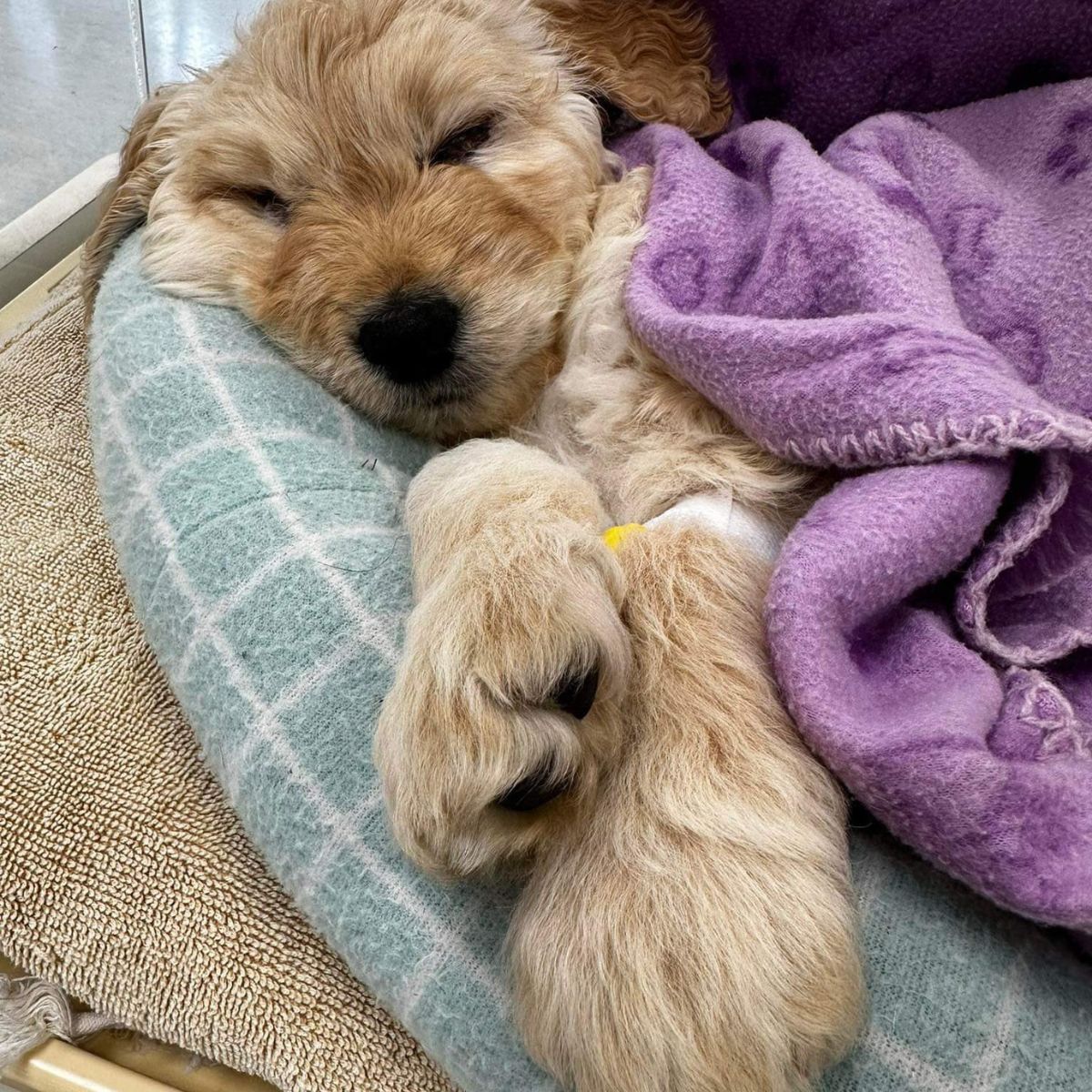 sick puppy lying in his bed