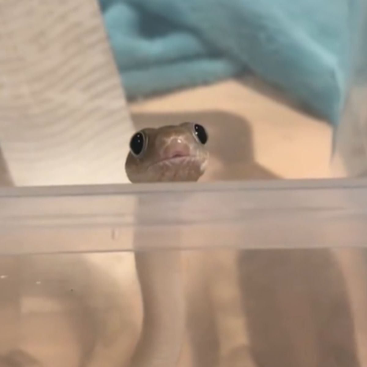 snake peeking behind the table