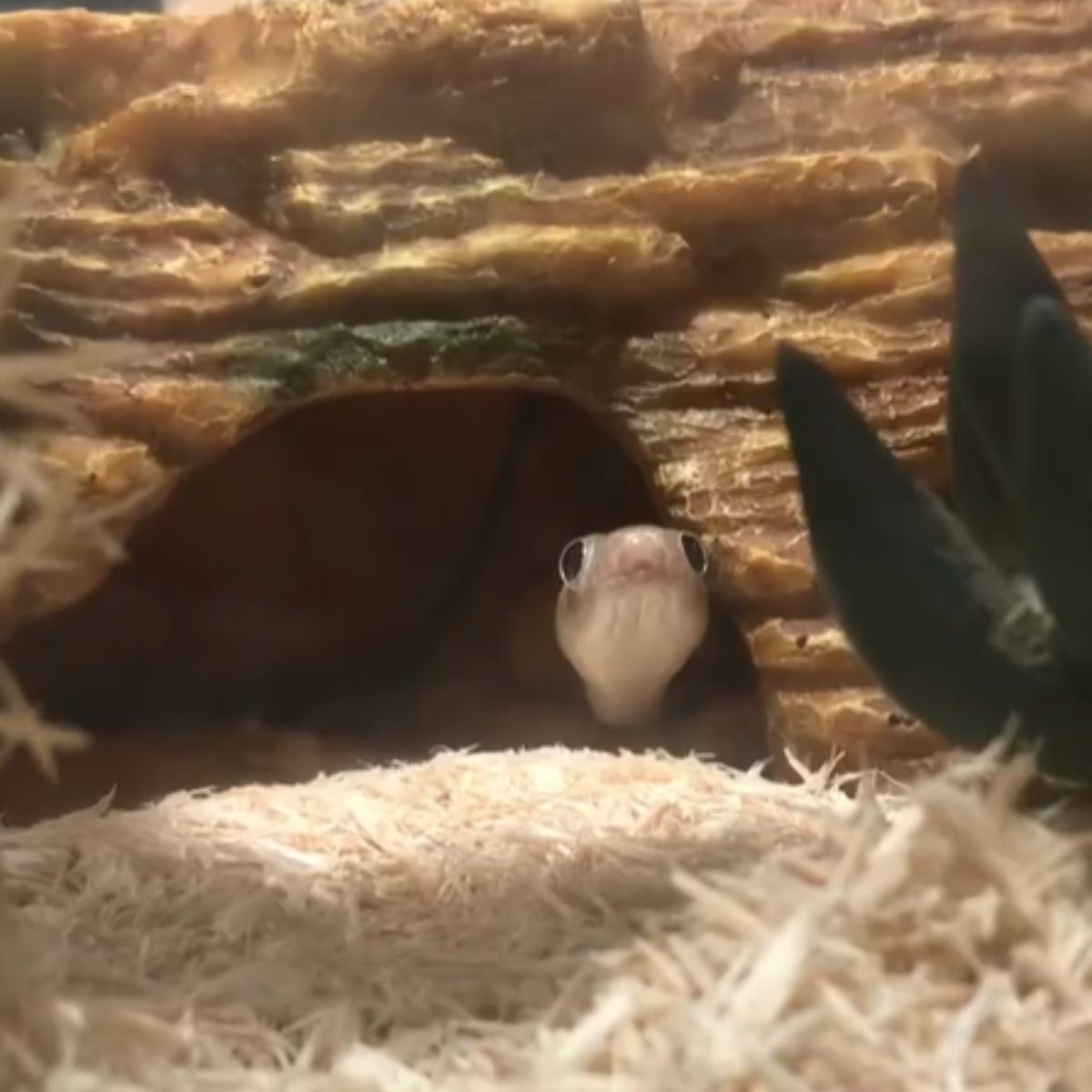 snake peeking