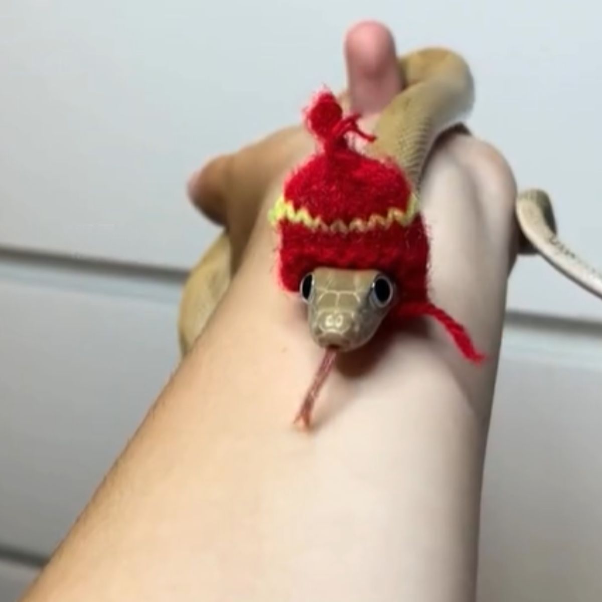 snake wearing red hat