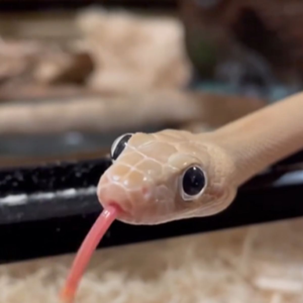 snake with tongue out