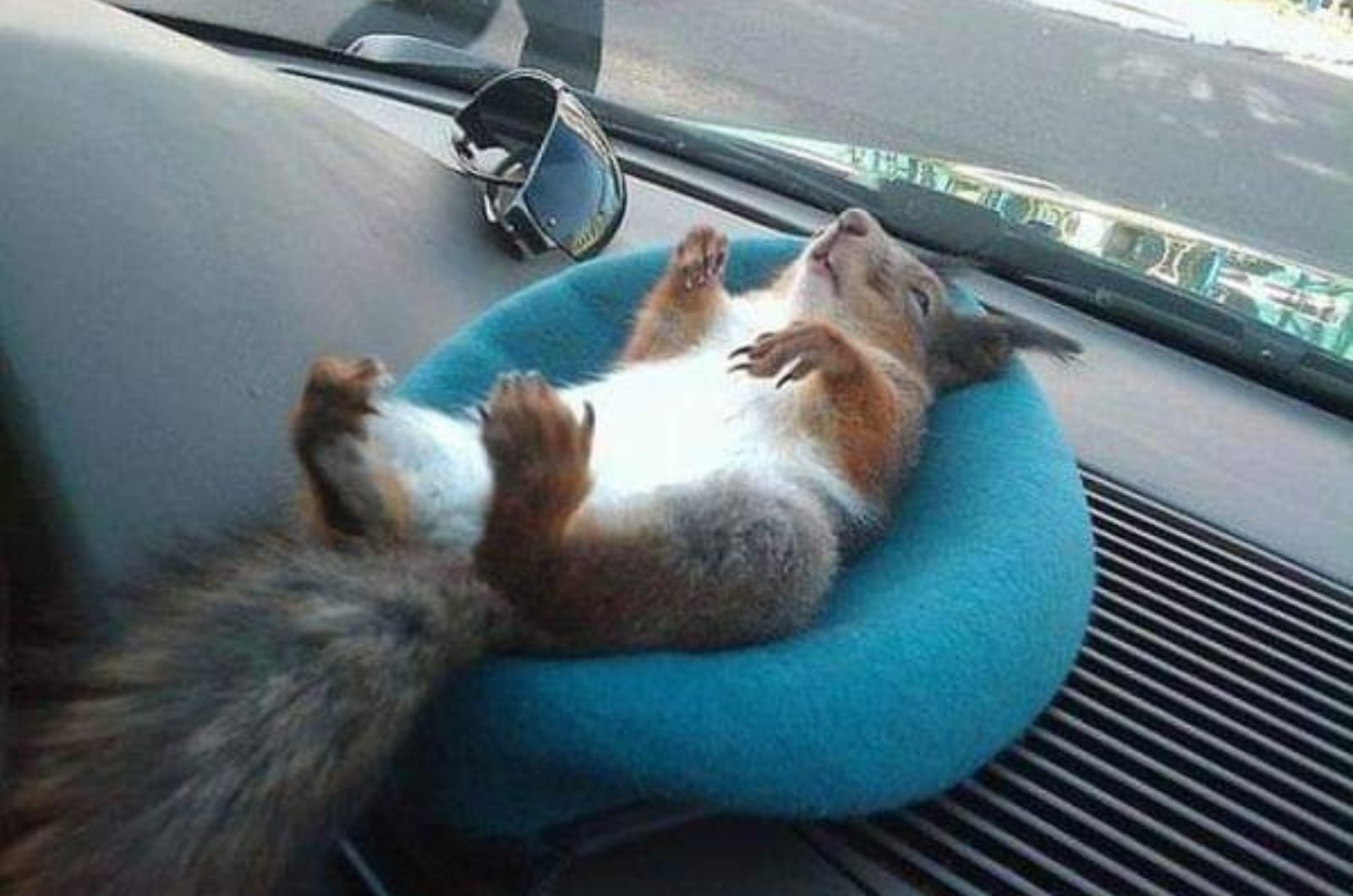 squirrel in car