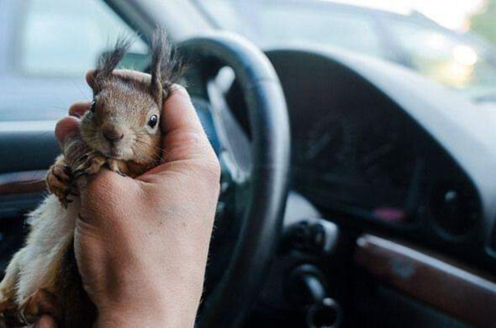 squirrel in hand