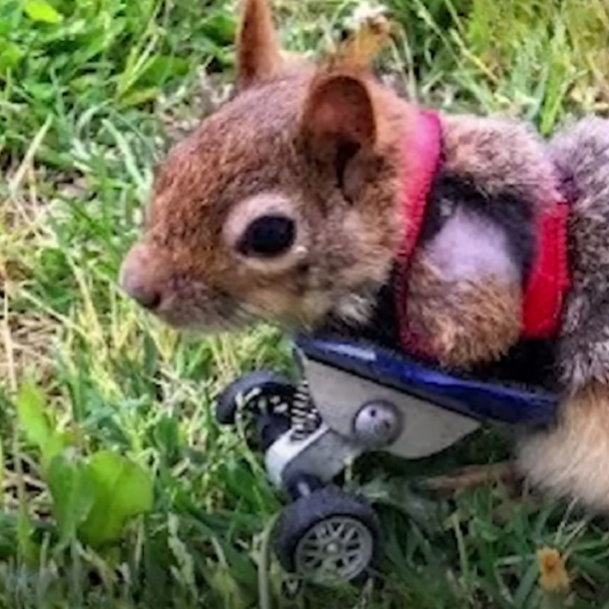 squirrel with wheels