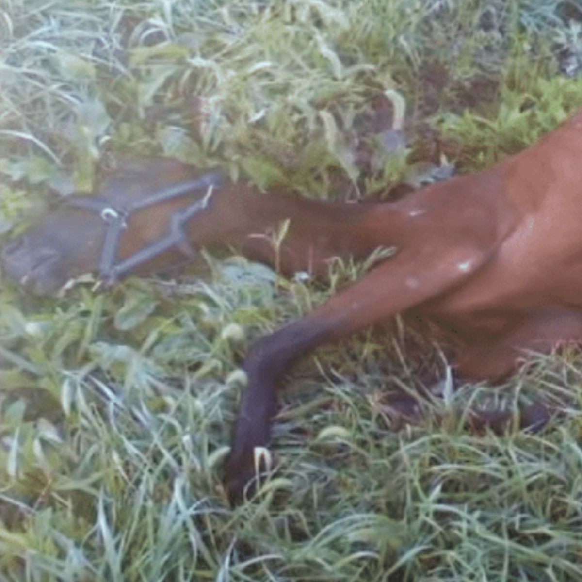 starving horse lying