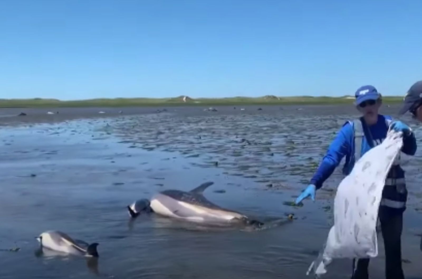 stranded dolphins