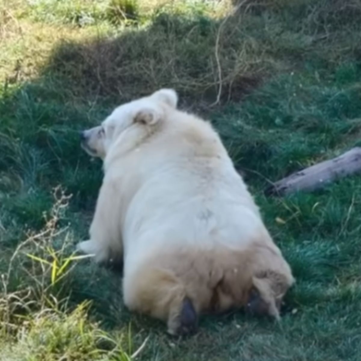 sweet white dog