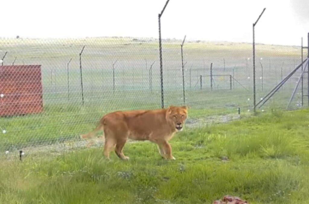 the circus lion escaped