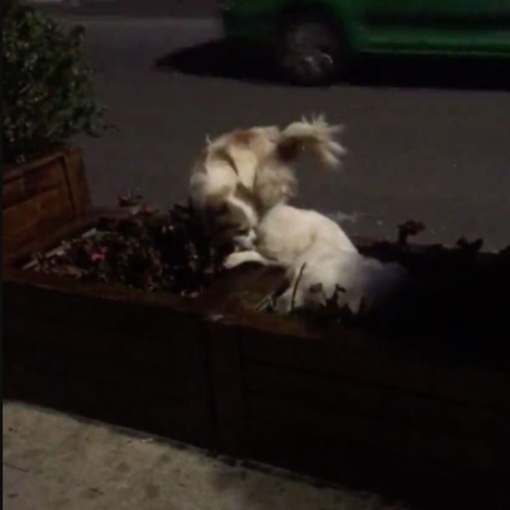 the dog kisses a friend who is in need