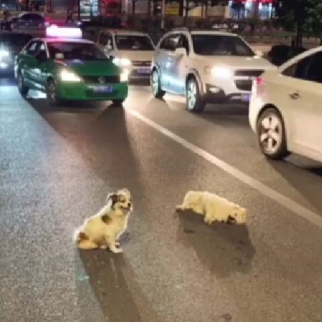 the dog sits on the street and looks at his friend who has an accident