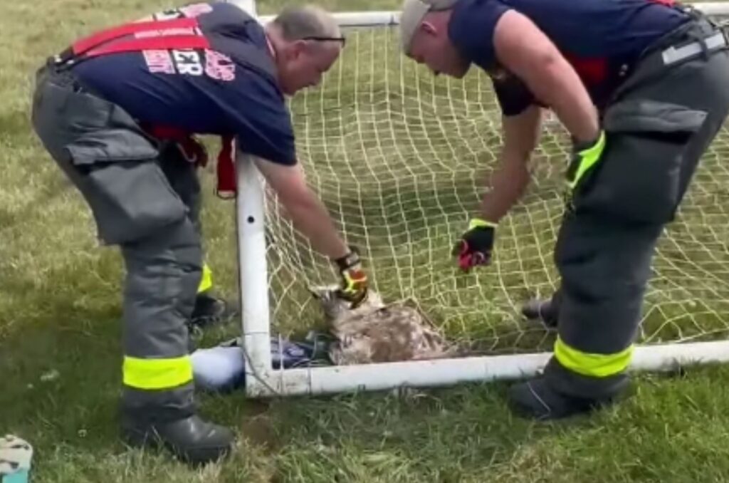 the firemen rescue the owl