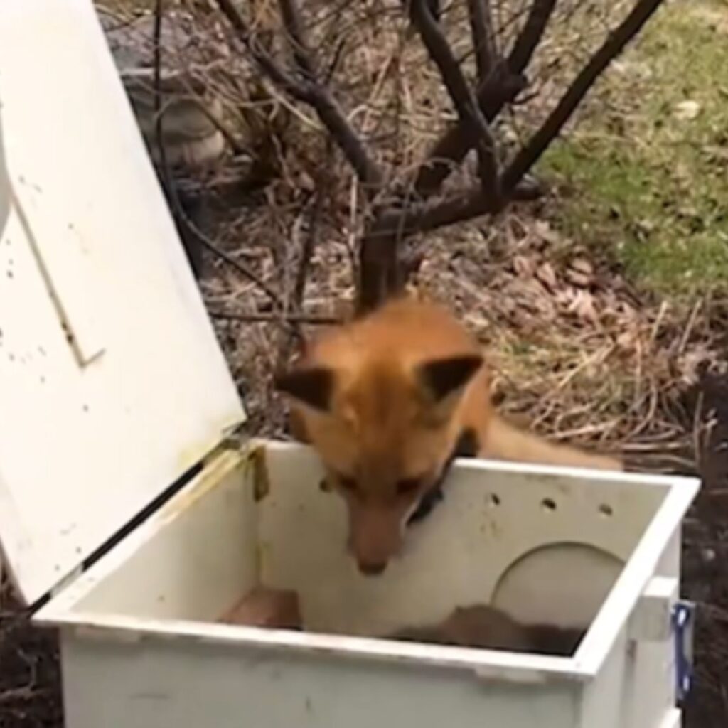 the fox looks into the wooden box