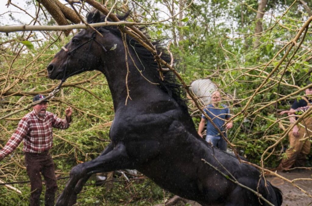 the horse rears up on its hind legs