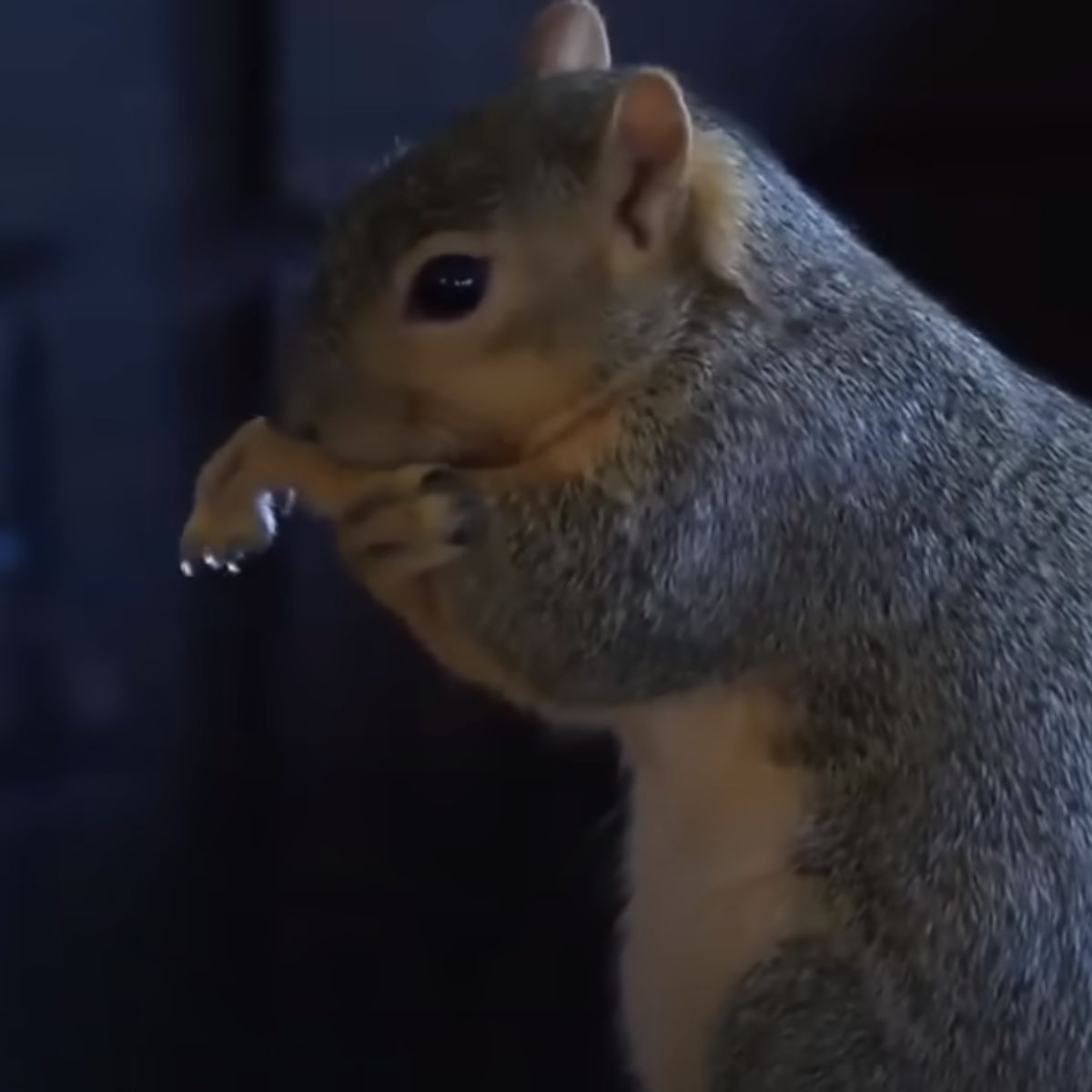 the house squirrel nibbles on the hand