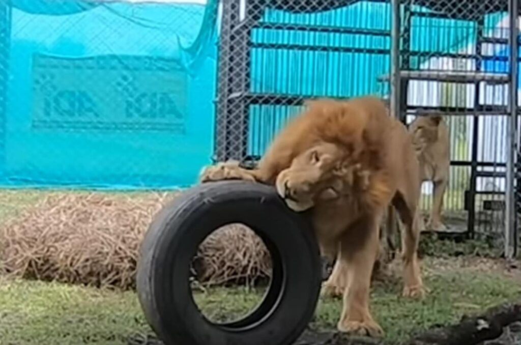 the lion chases the tire