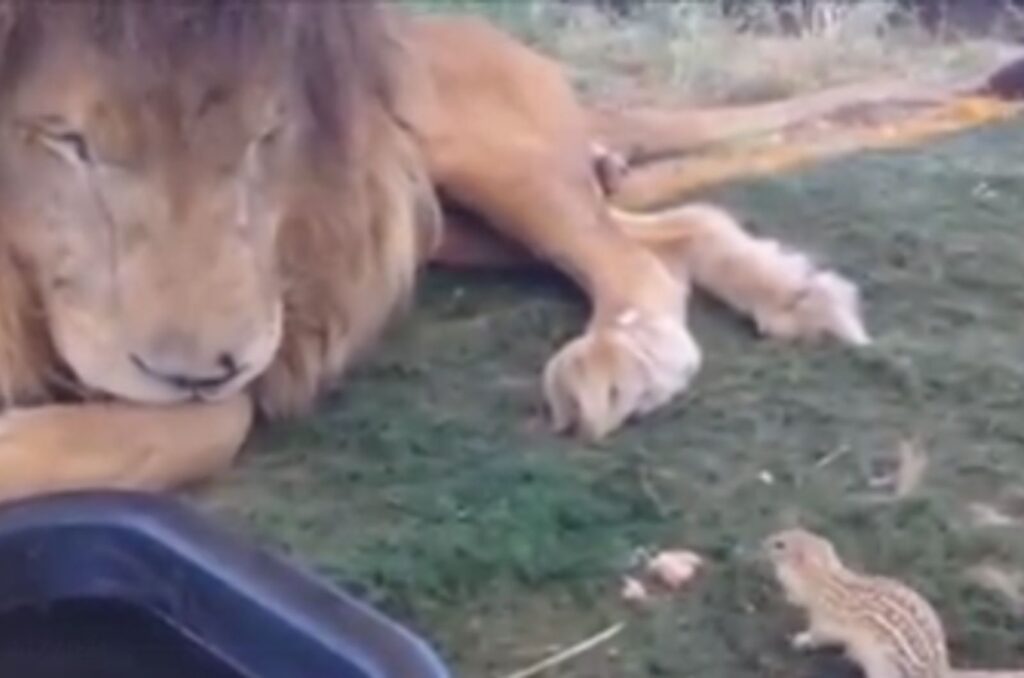 the lion is playing with the squirrel