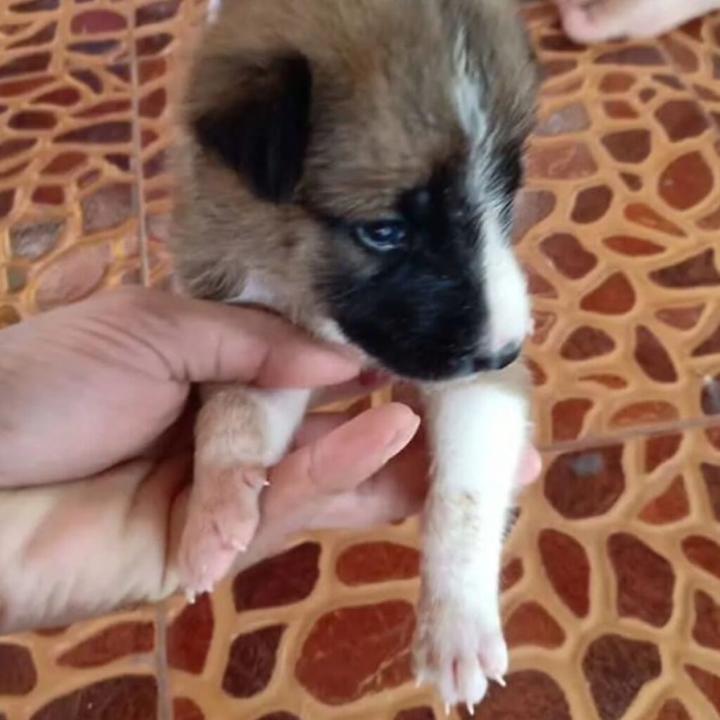 the owner is holding the puppy by the paw