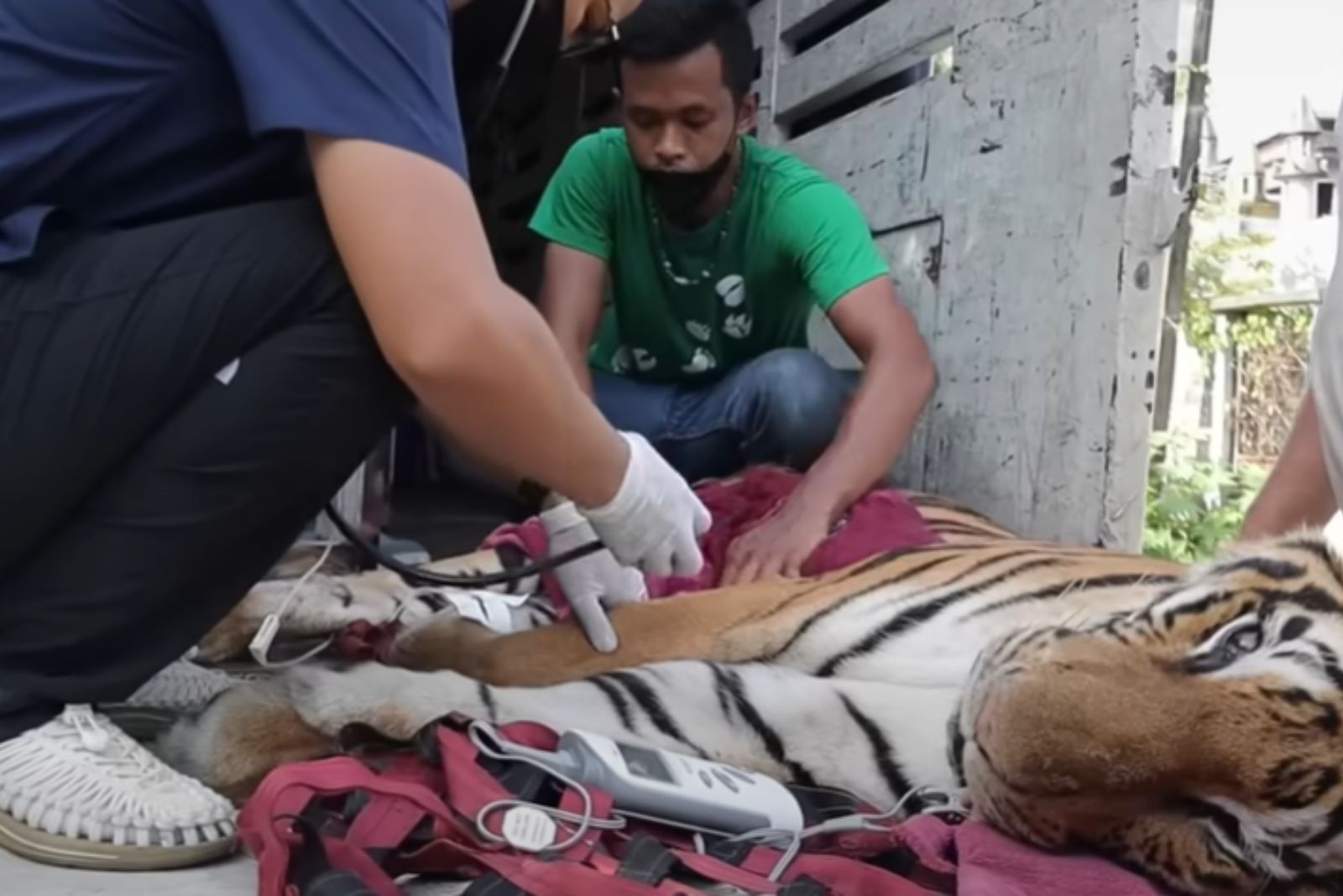 tiger getting examined