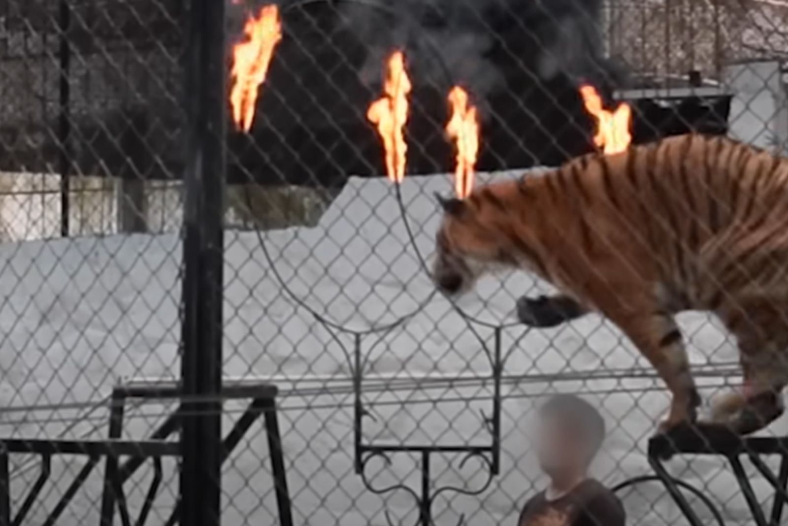 tiger going through ring on fire