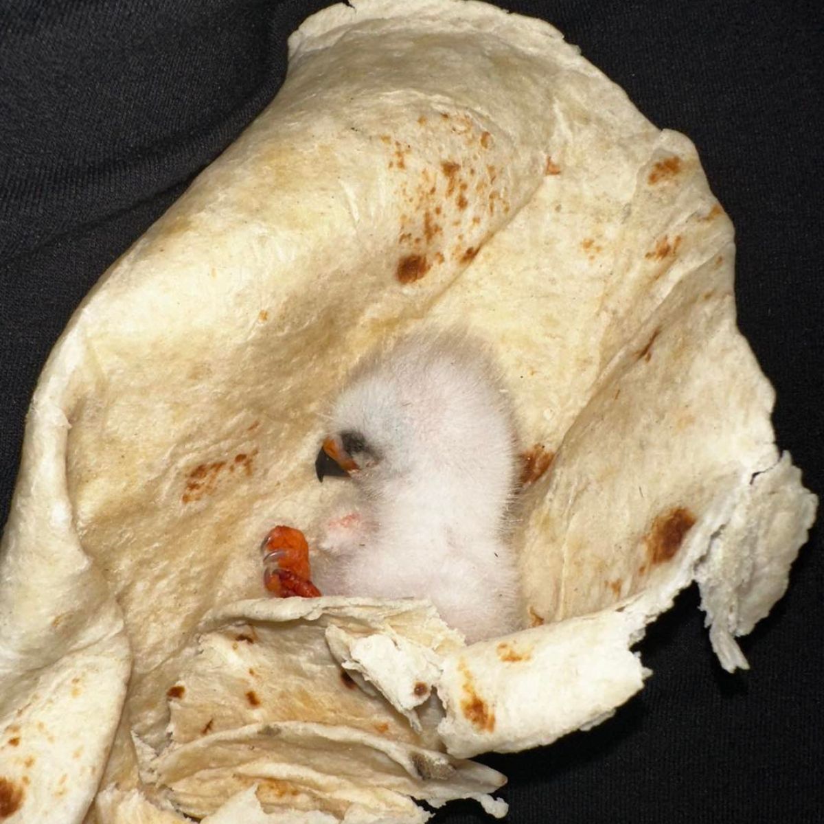 tiny bird in a tortilla