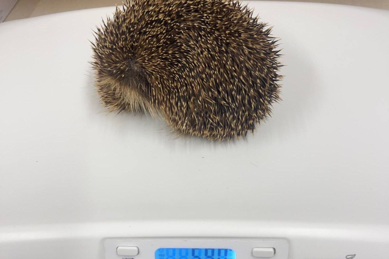 tiny hedgehog