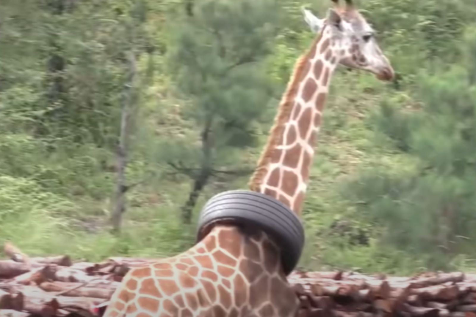 tire on giraffe neck