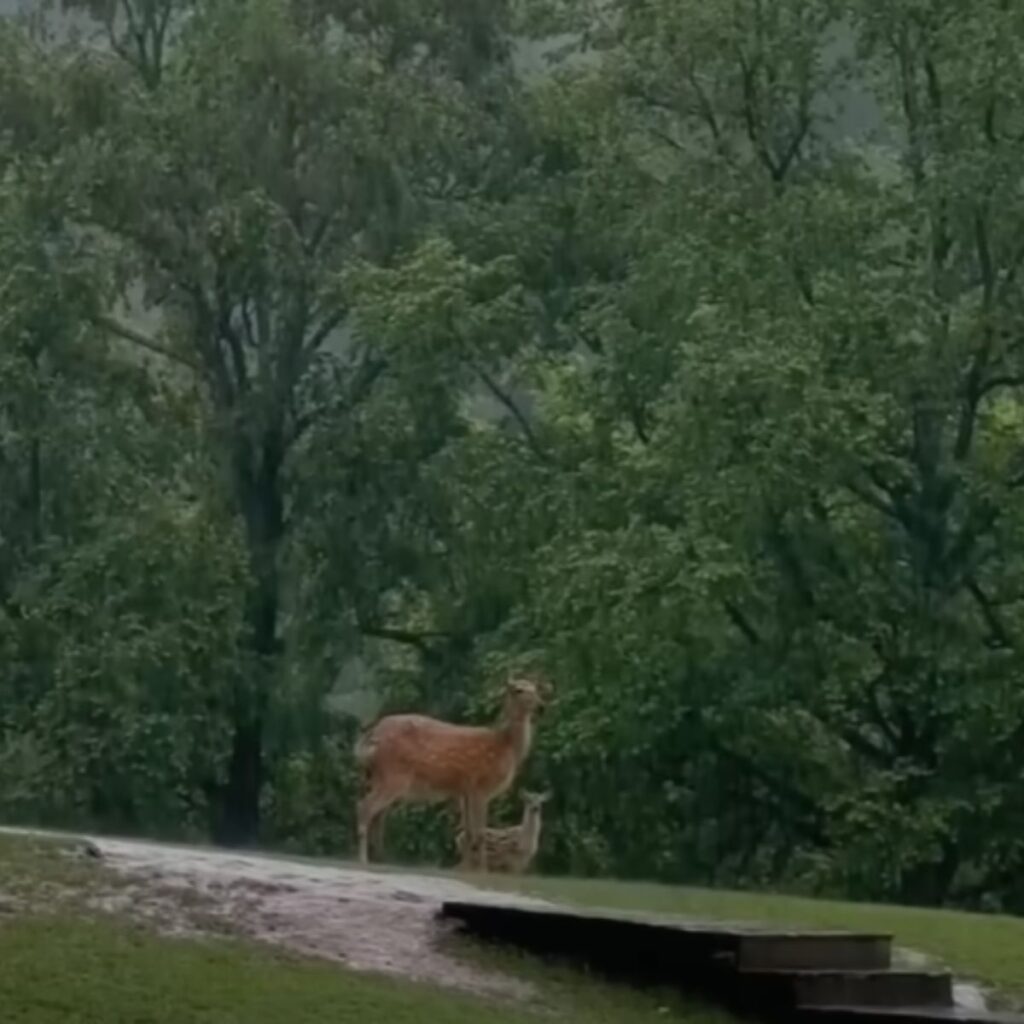 two beautiful deer in the meadow