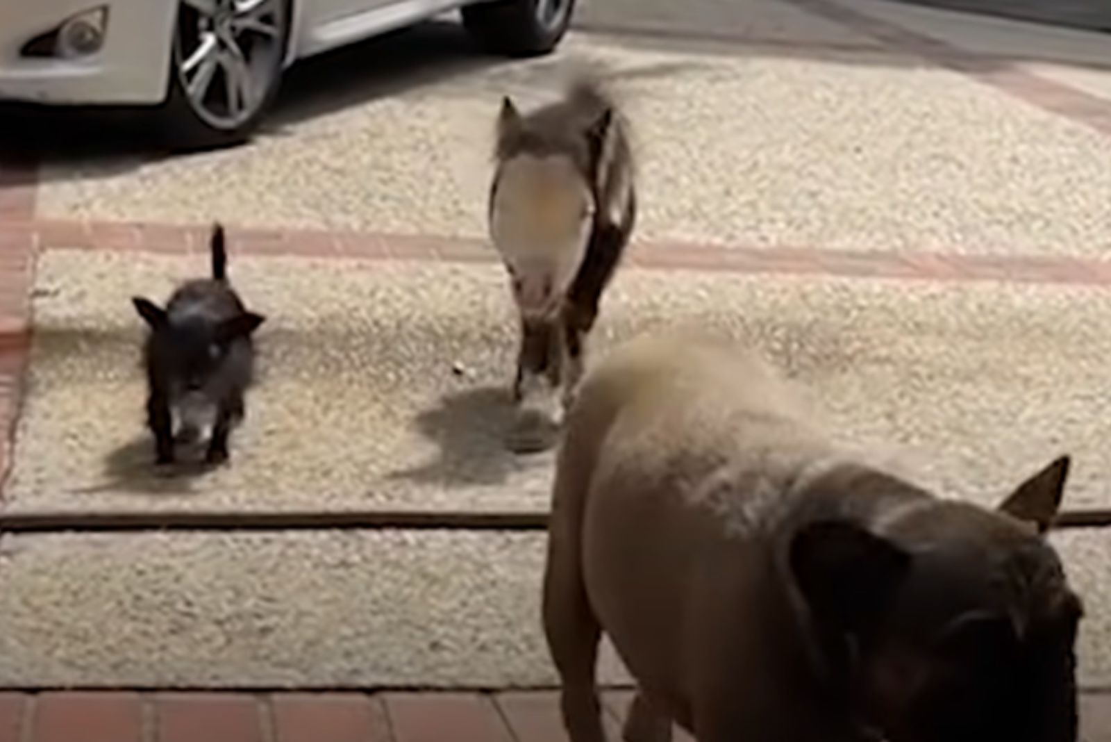 two dogs and a miniature horse