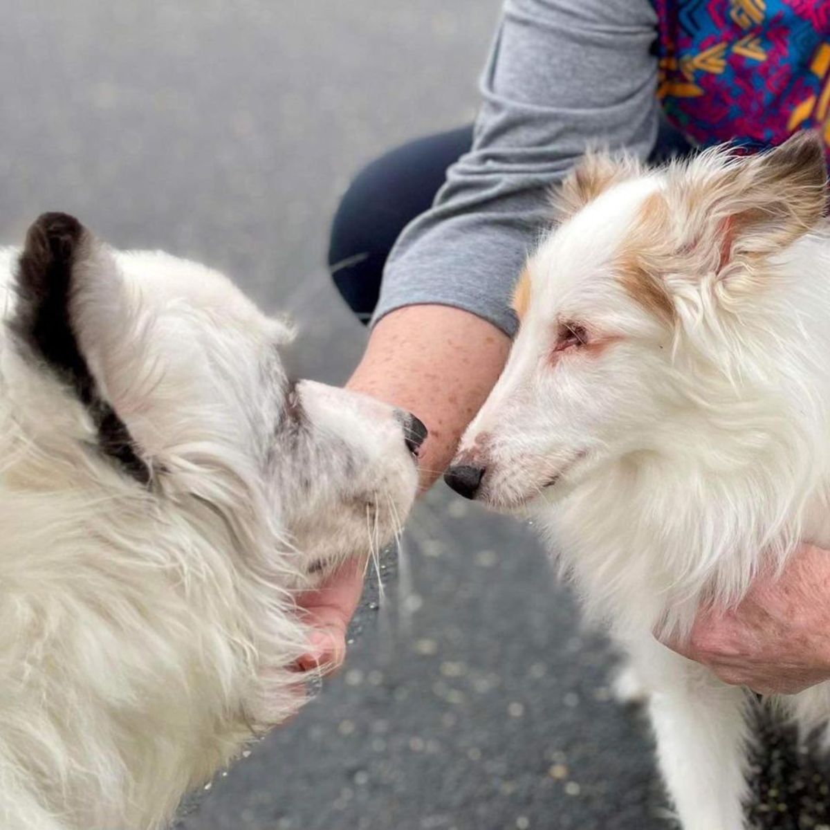 two dogs meeting