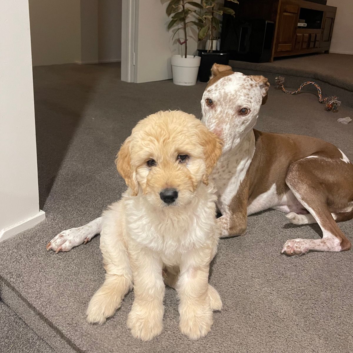 two dogs sitting on the floor