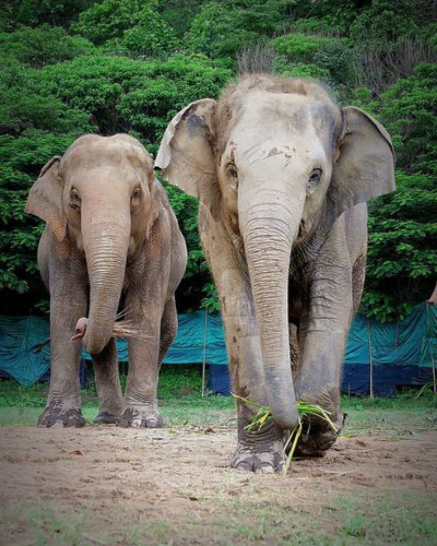 two elephant