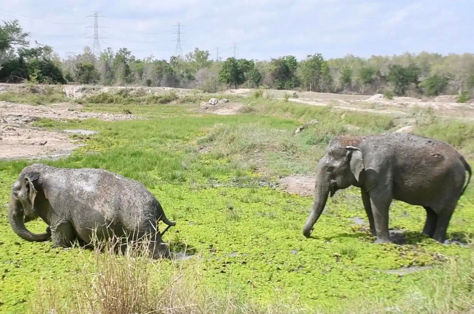 two elephants going to mud