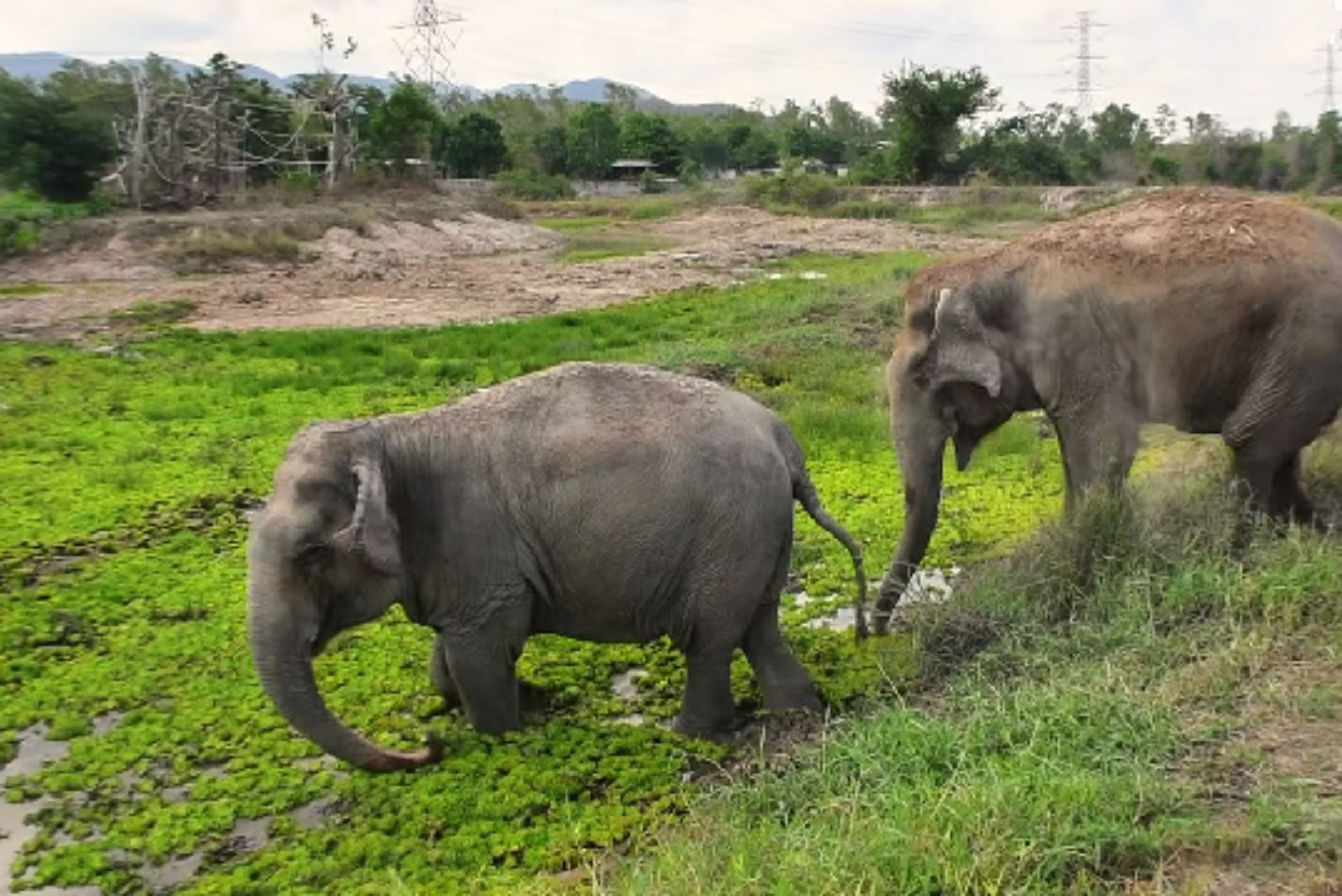 two elephants