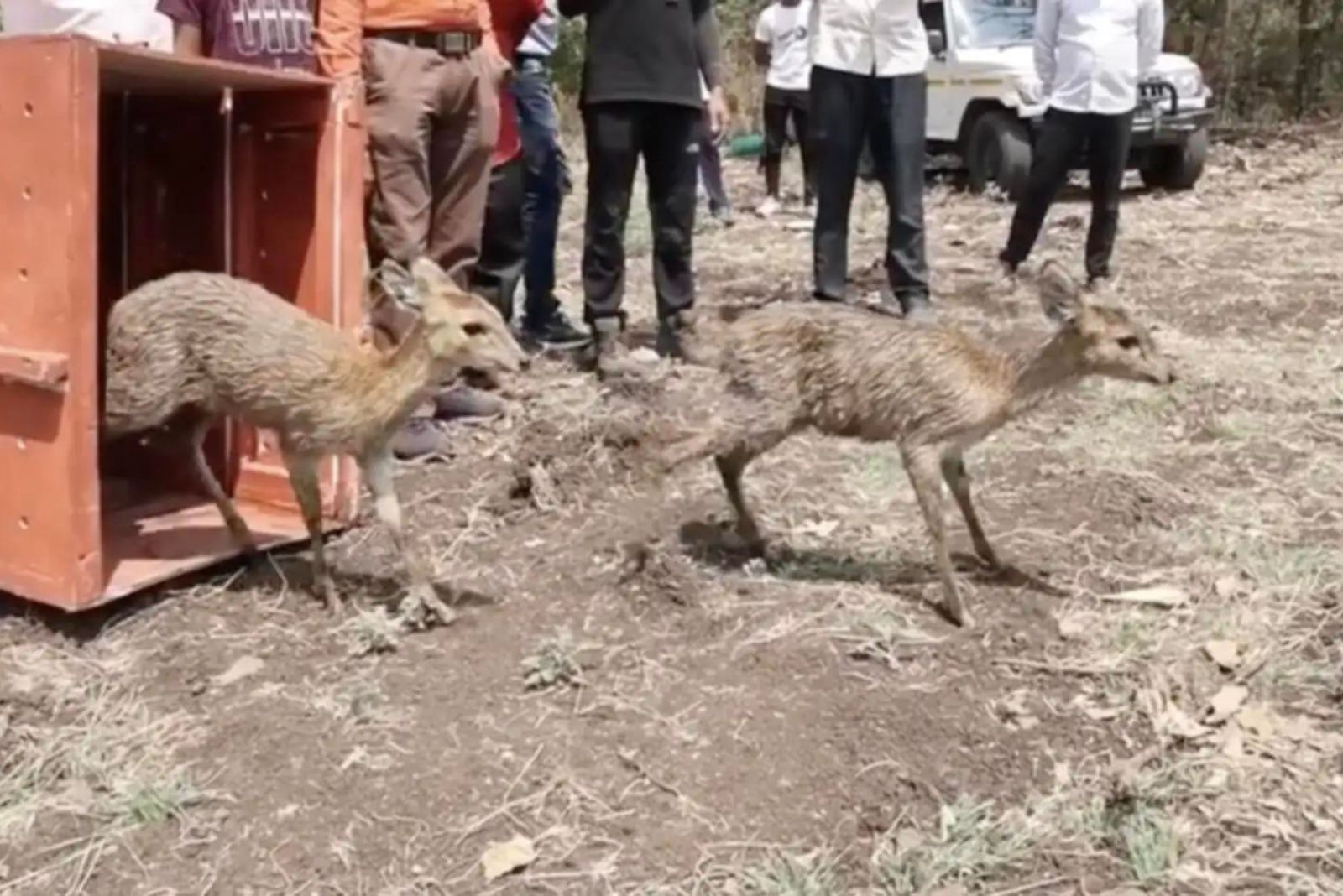 two rescued chousinghas