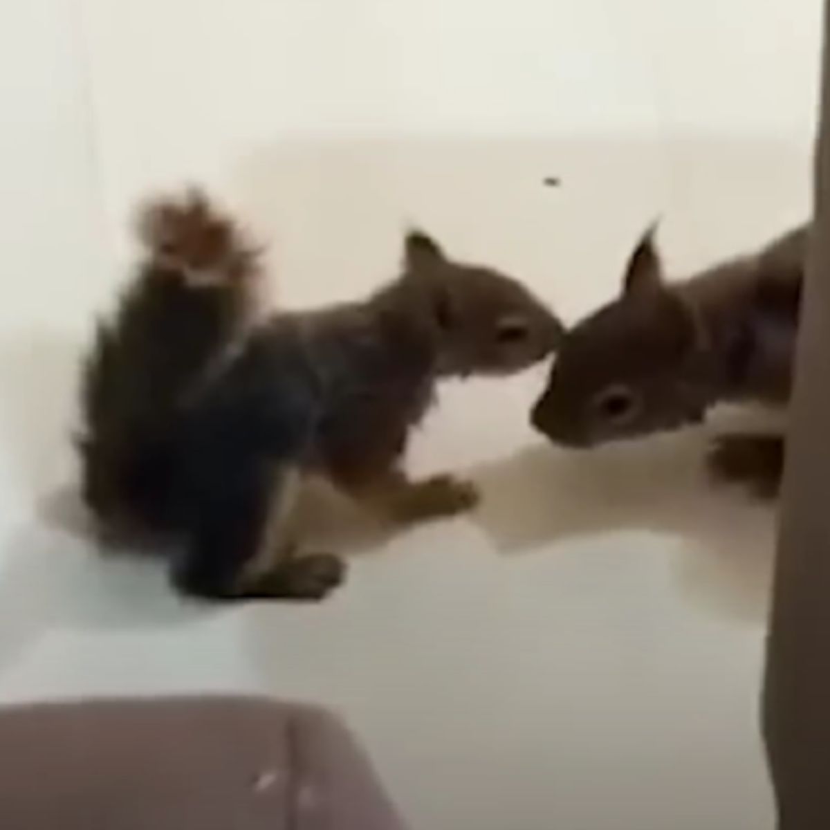 two squirrels