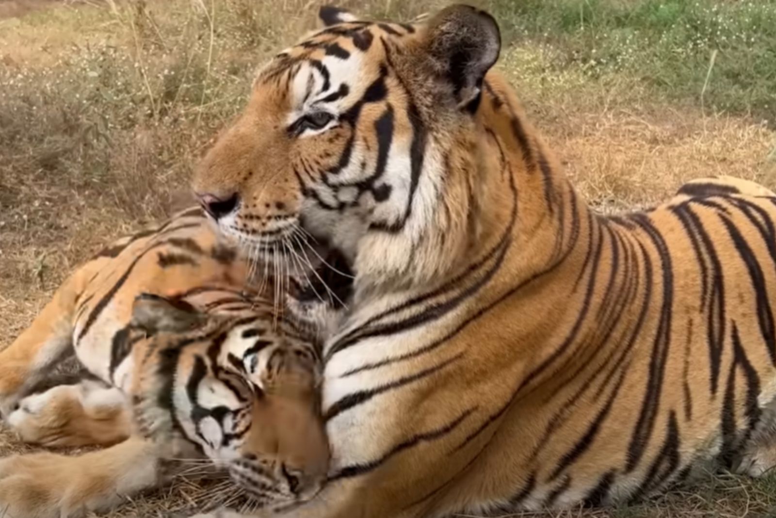 two tiger lying together