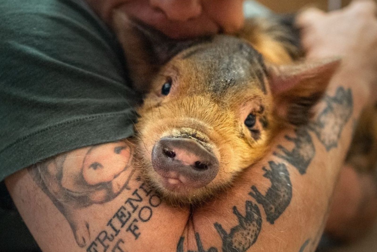 very cute pig