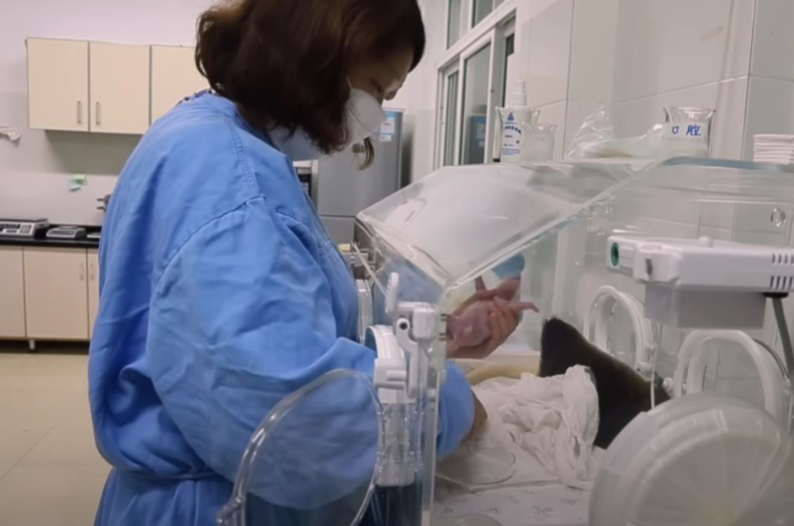 veterinarian holding baby panda