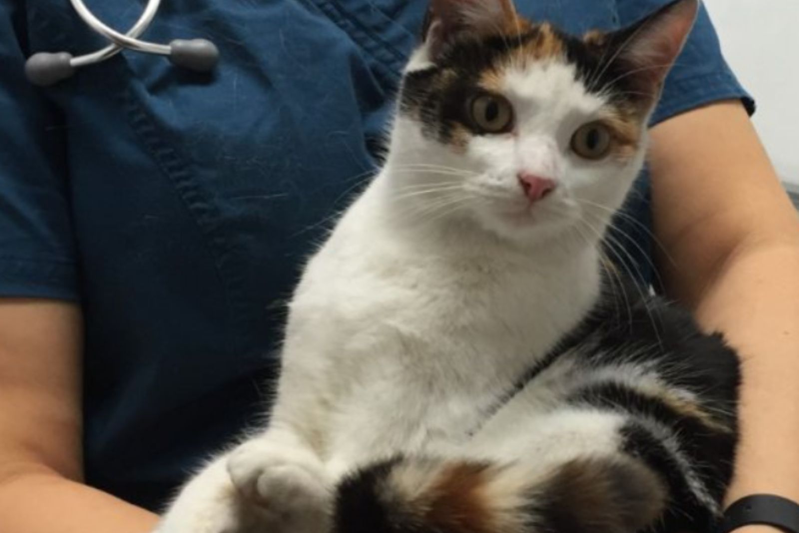 veterinarian holds cat