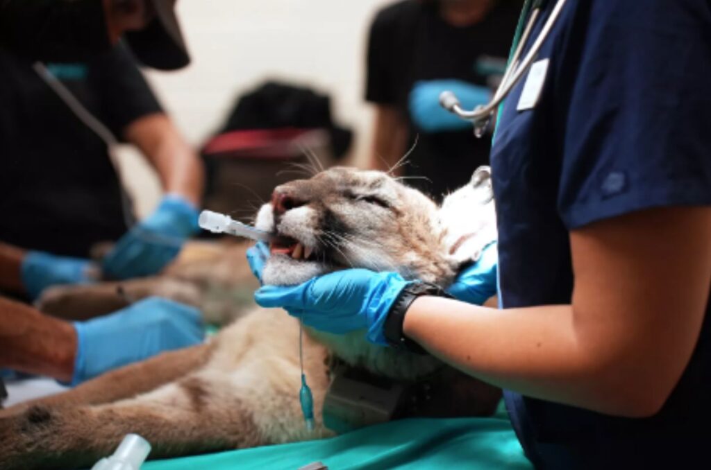 vets save Baby Mountain Lion